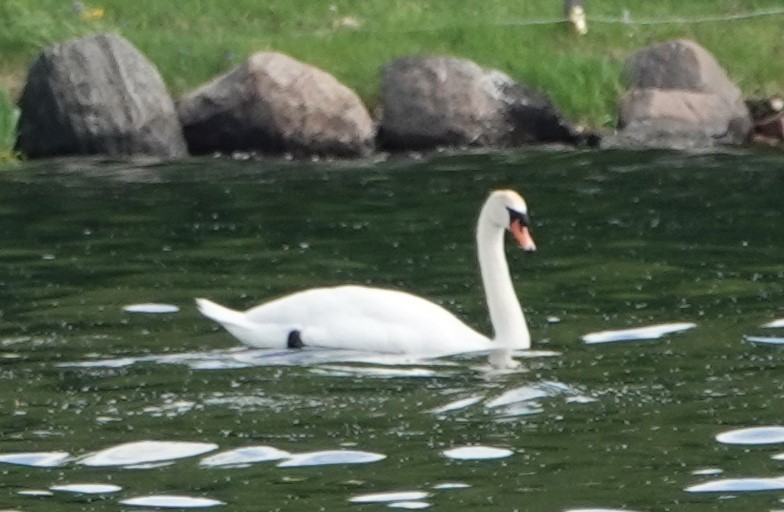 Mute Swan - Peter Blancher