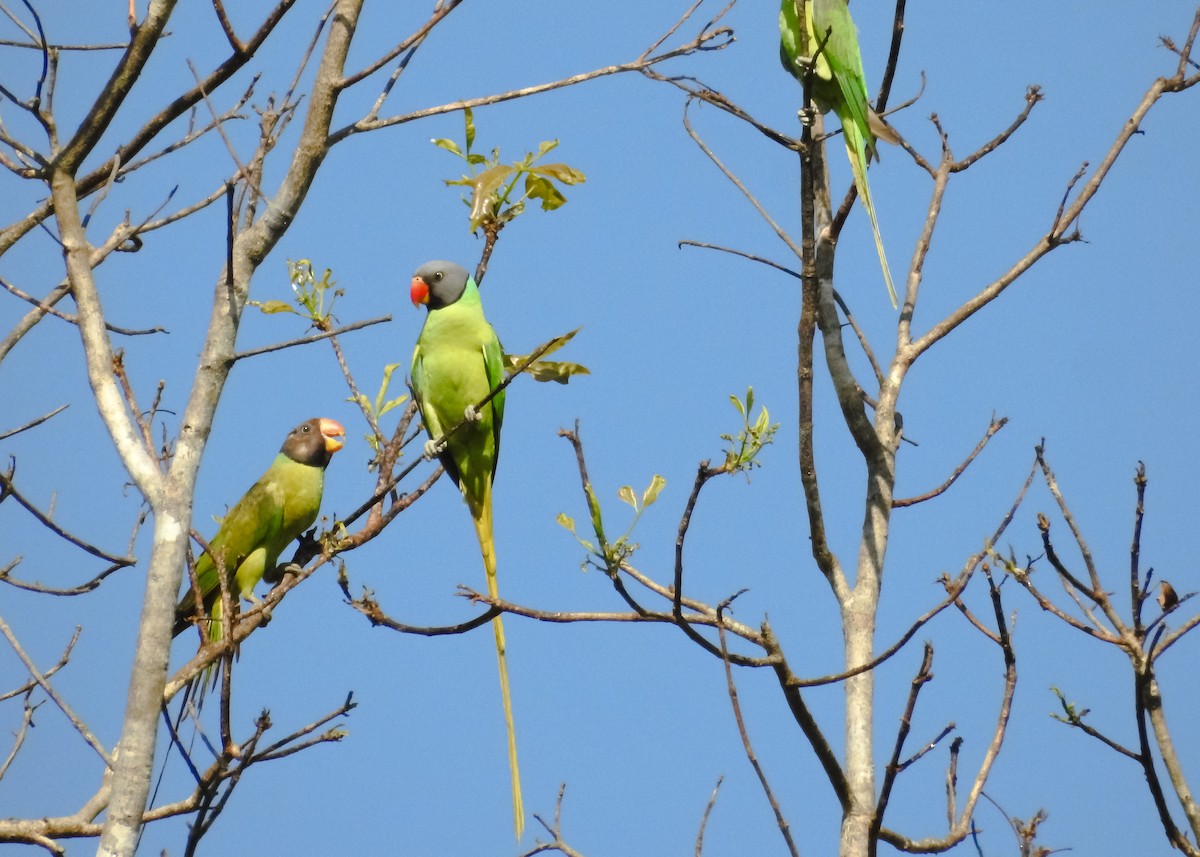 Gray-headed Parakeet - ML619259155