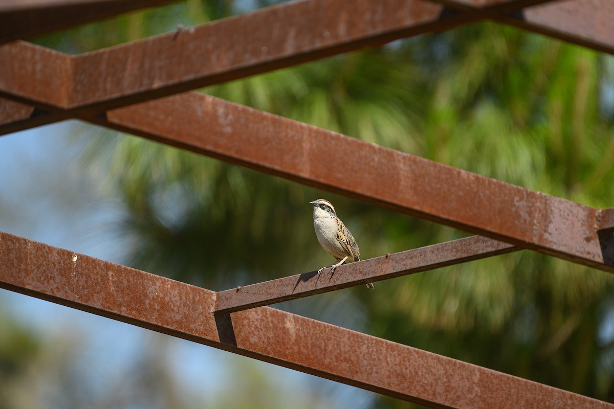 Striped Sparrow - Poojan Gohil