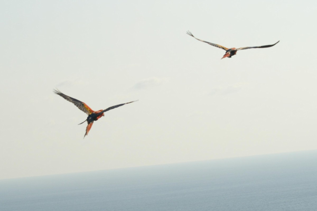 Scarlet Macaw - dan davis