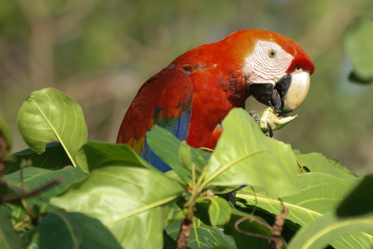 Scarlet Macaw - dan davis