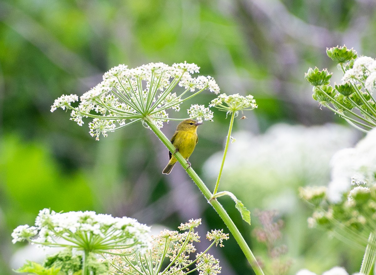 Orange-crowned Warbler - Noah Eckman