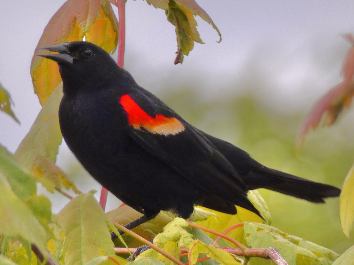 Red-winged Blackbird - Connee Chandler