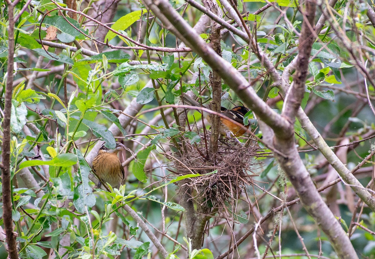 Black-headed Grosbeak - Noah Eckman