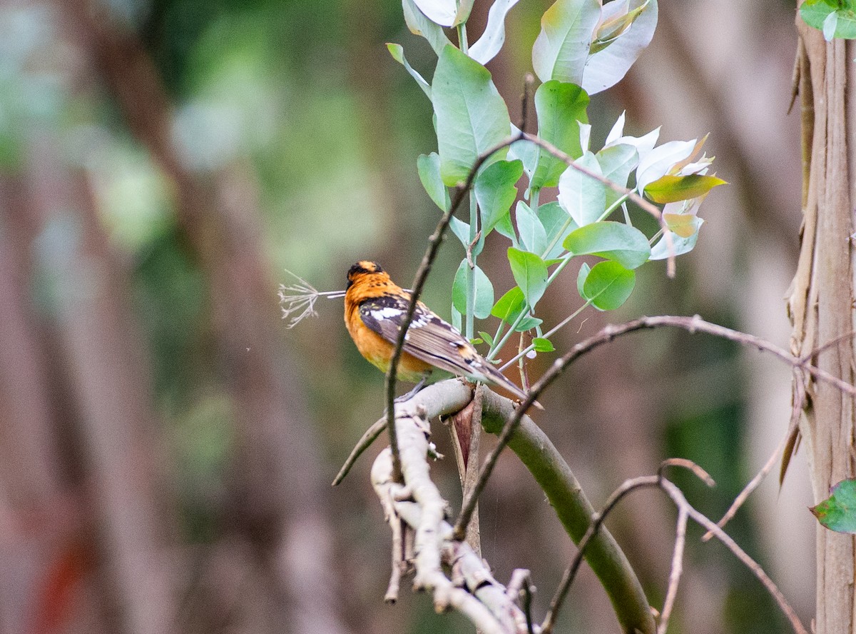 Black-headed Grosbeak - Noah Eckman