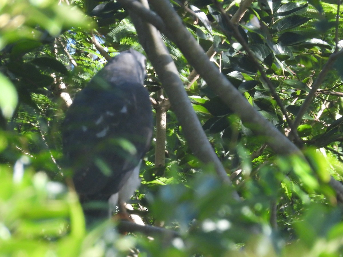 Gray Goshawk - Scott Fox