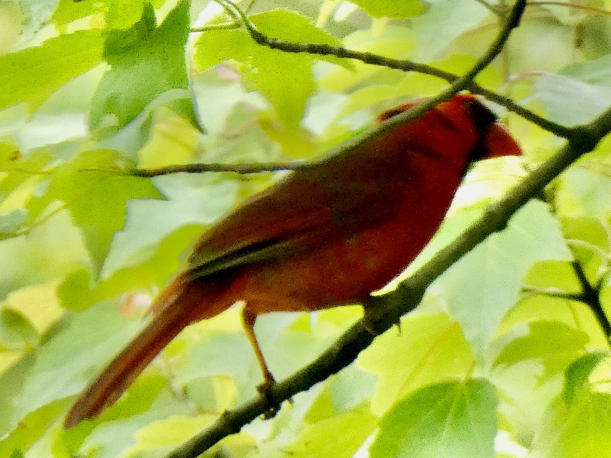 Northern Cardinal - Connee Chandler
