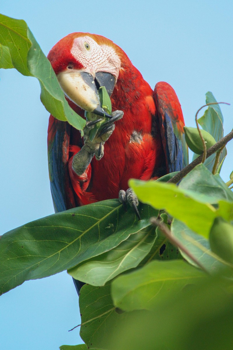 Scarlet Macaw - dan davis