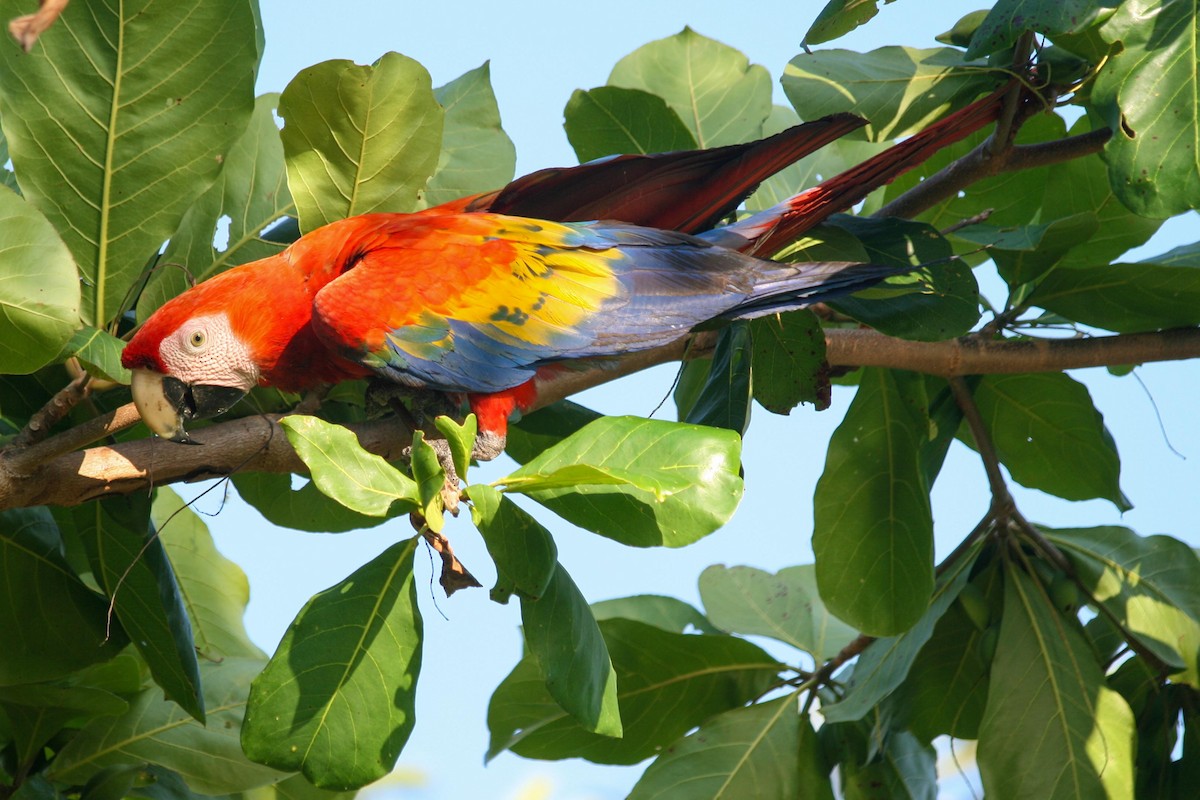 Scarlet Macaw - dan davis