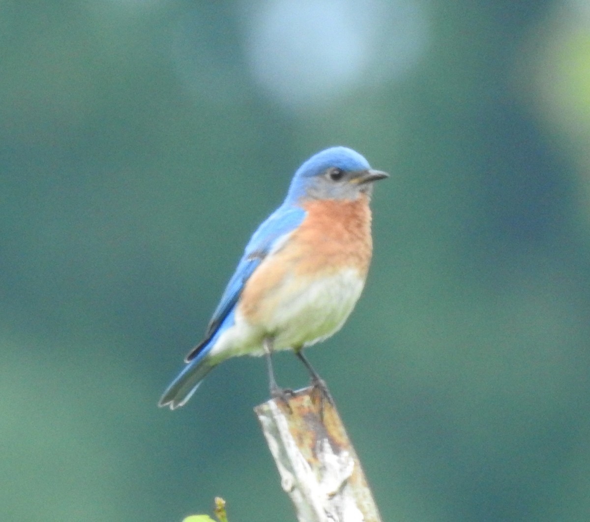 Eastern Bluebird - Ed Escalante