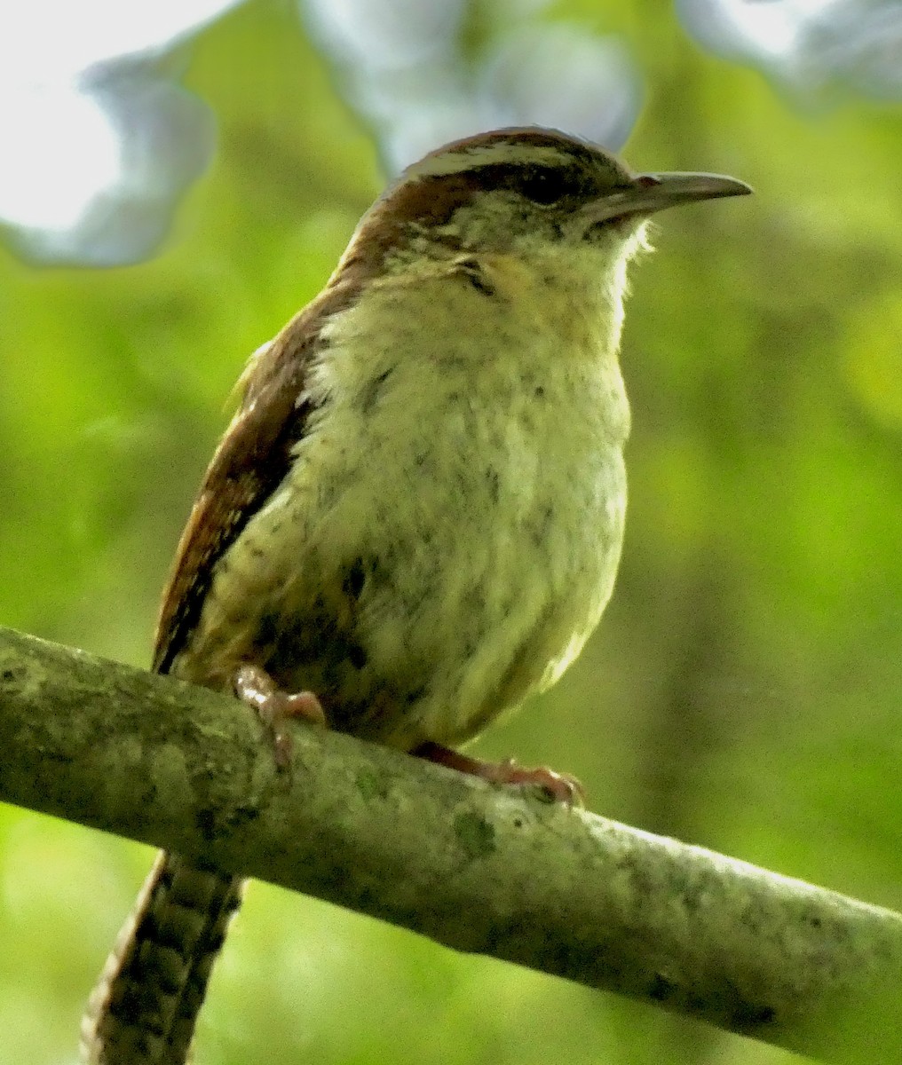 Carolina Wren - Connee Chandler