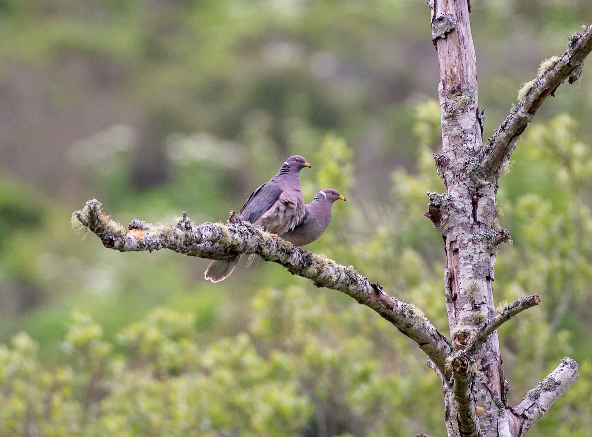 Band-tailed Pigeon - ML619259220