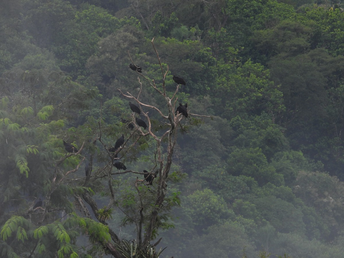 Black Vulture - Albeiro Erazo Farfán