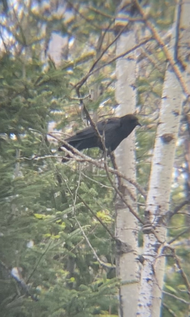 American Crow - Zakary L’Abbé-Larivière