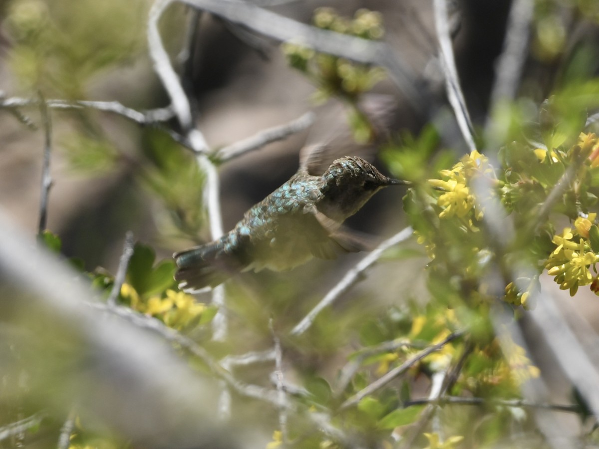 Calliope Hummingbird - Kent Kleman