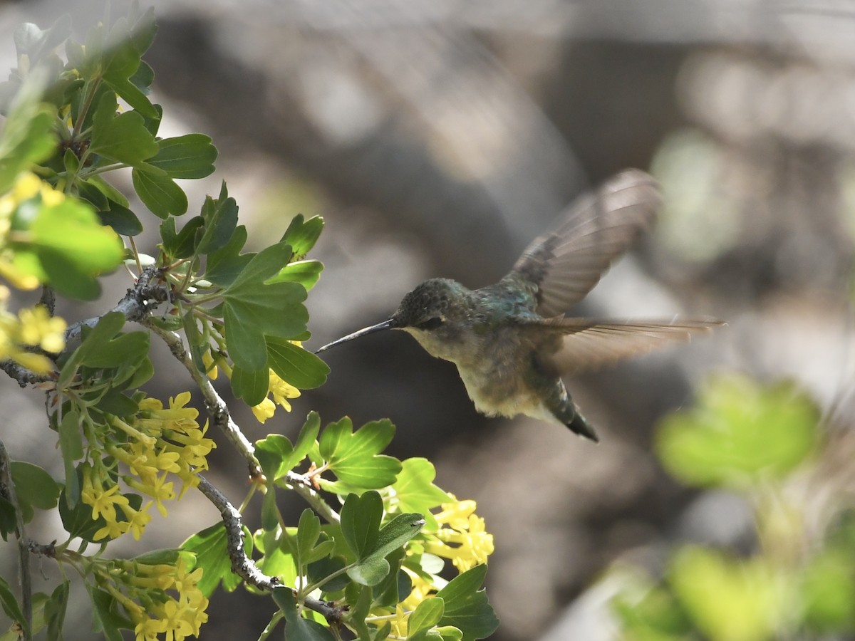 Calliope Hummingbird - Kent Kleman