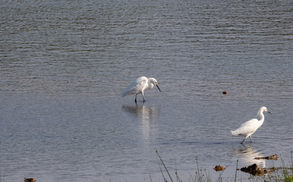 Snowy Egret - ML619259236