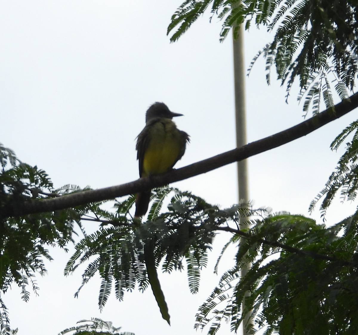 Tropical Kingbird - Albeiro Erazo Farfán