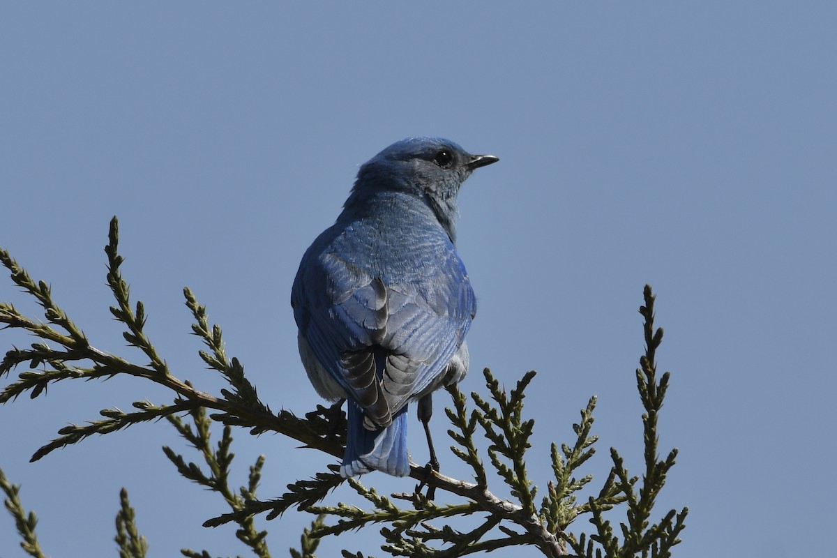 Mountain Bluebird - Kent Kleman