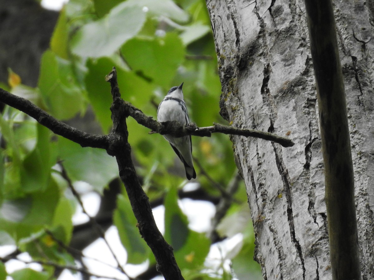 Cerulean Warbler - ML619259259