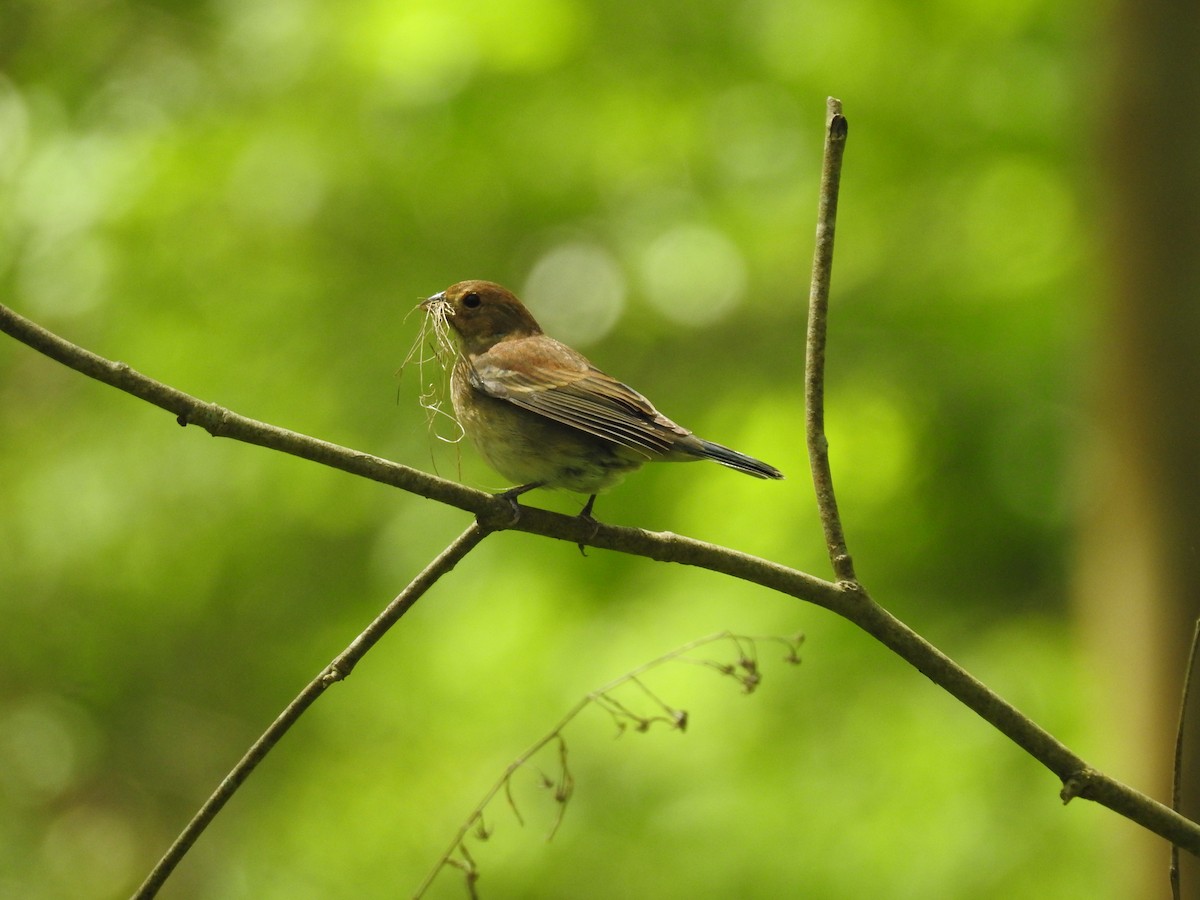 Indigo Bunting - Matt Nusstein