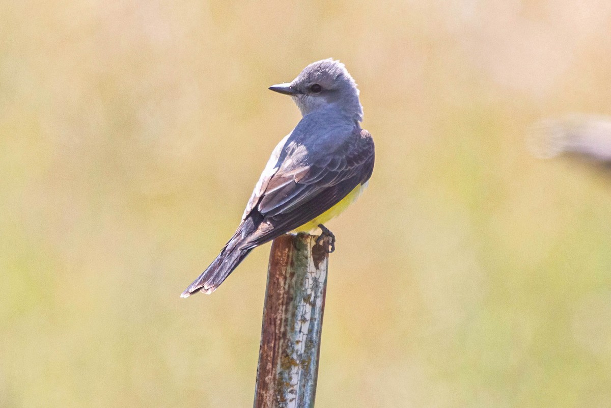 Western Kingbird - John Scharpen