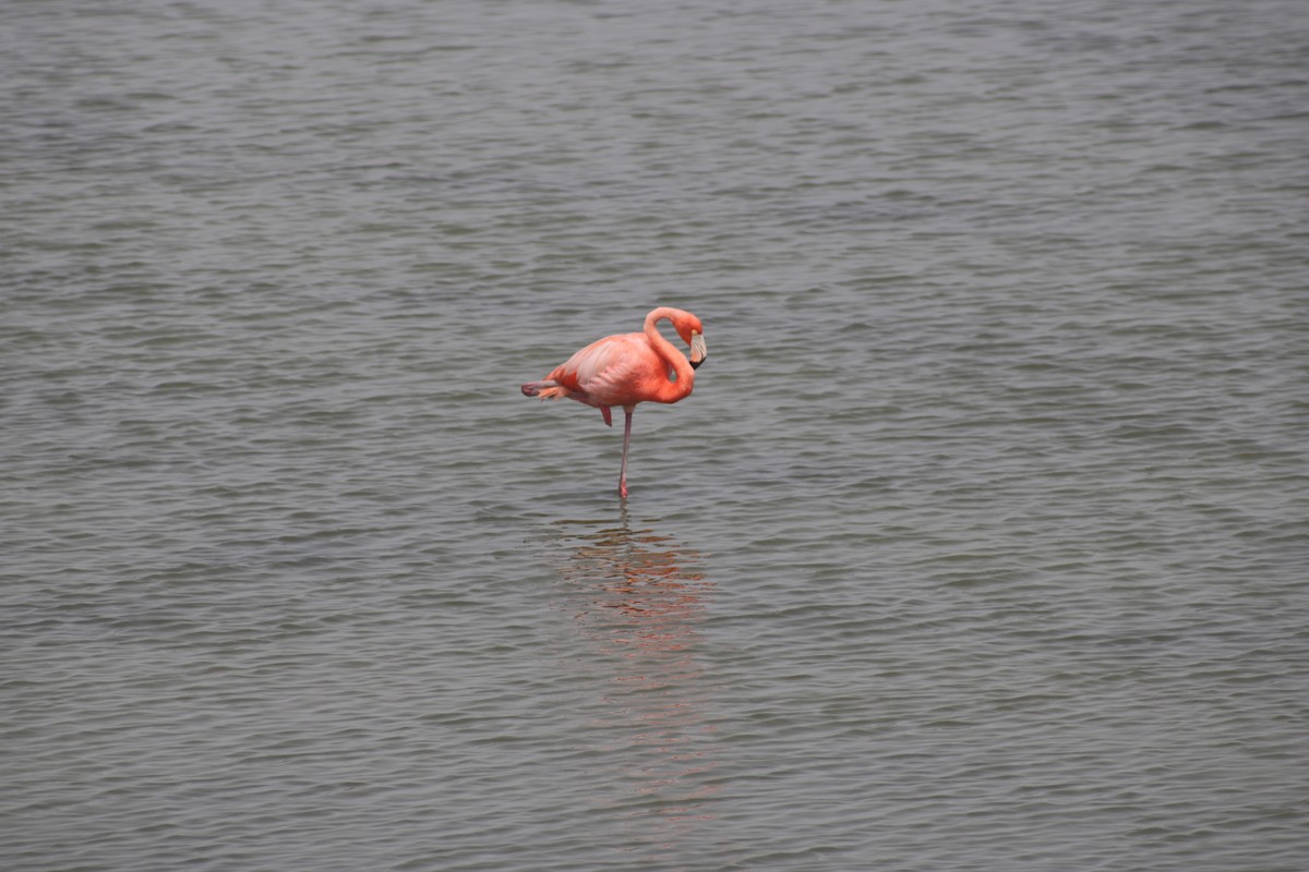 American Flamingo - Andrew Wiser