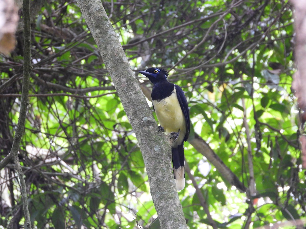 Plush-crested Jay - Albeiro Erazo Farfán