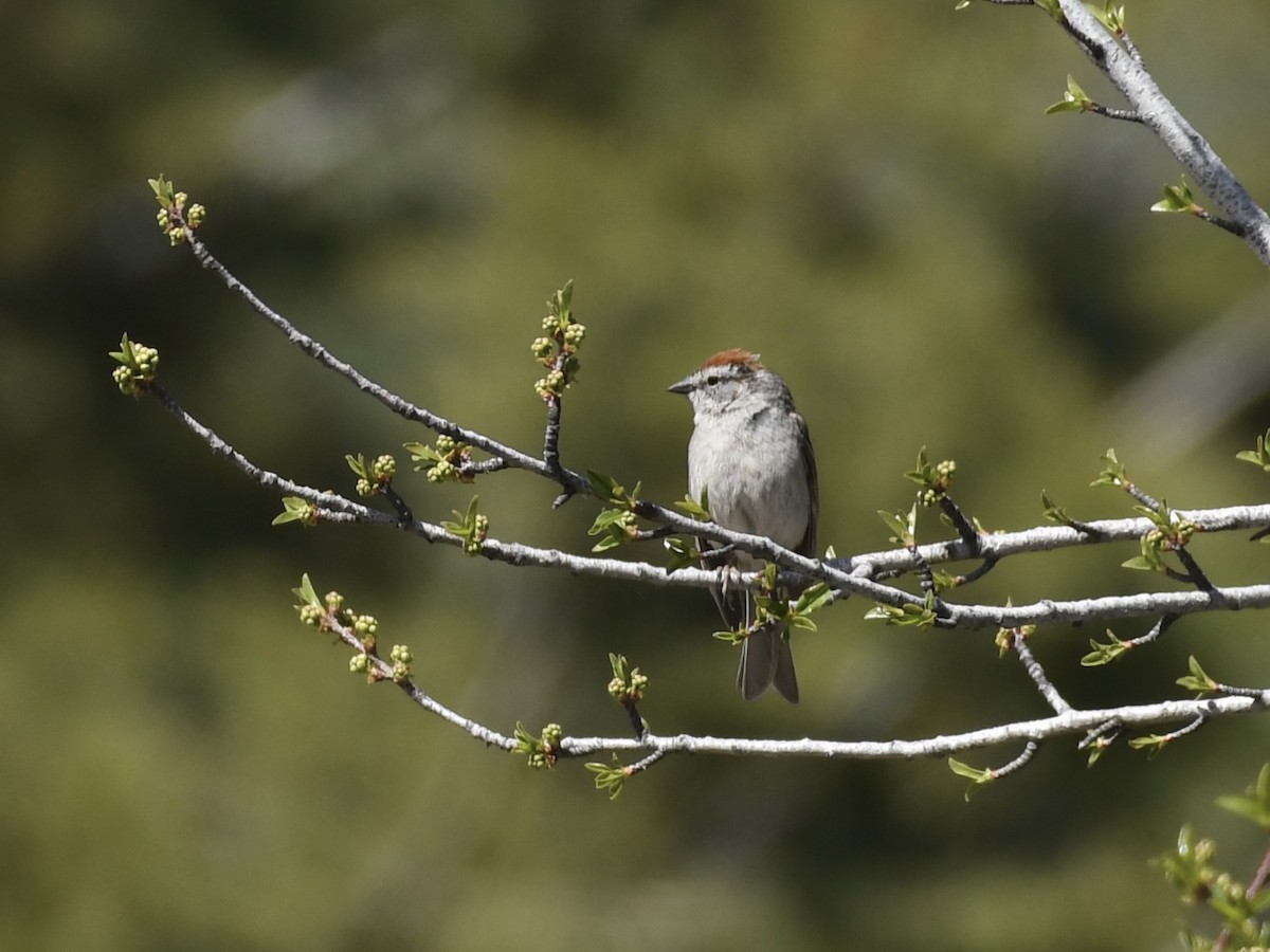 Chipping Sparrow - ML619259282