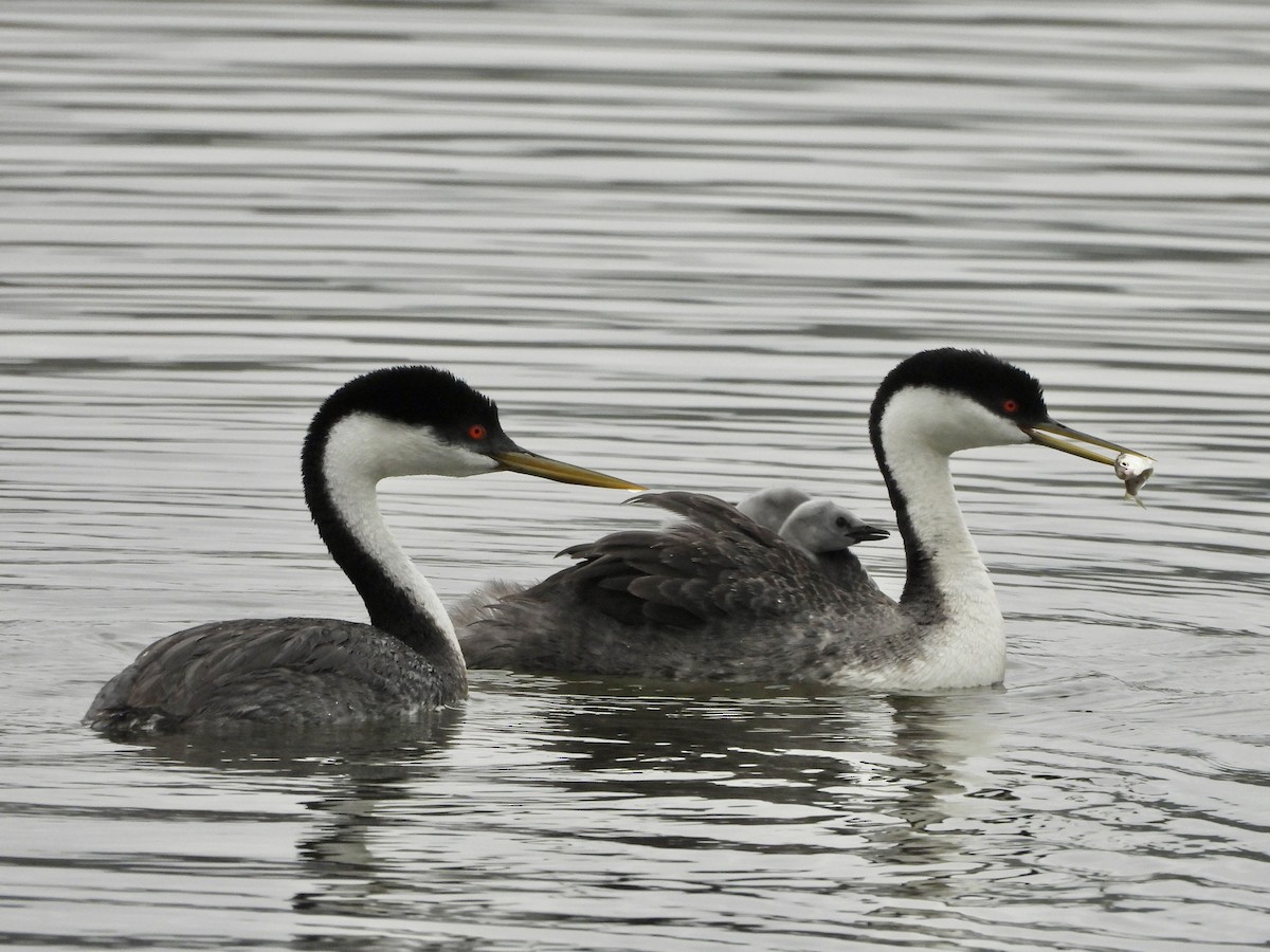 Western Grebe - Joshua Mitchell