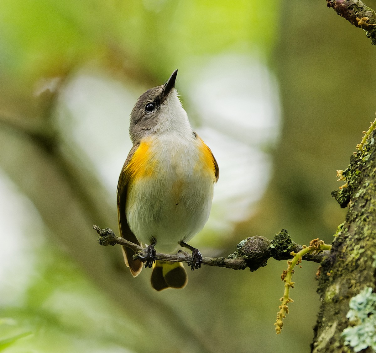 American Redstart - Karen Voldal