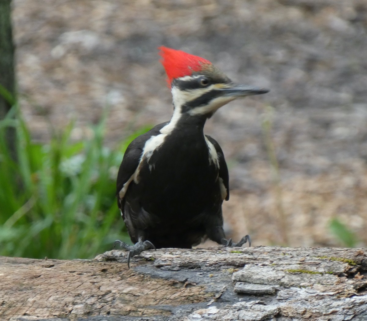 Pileated Woodpecker - Donna Kuhn