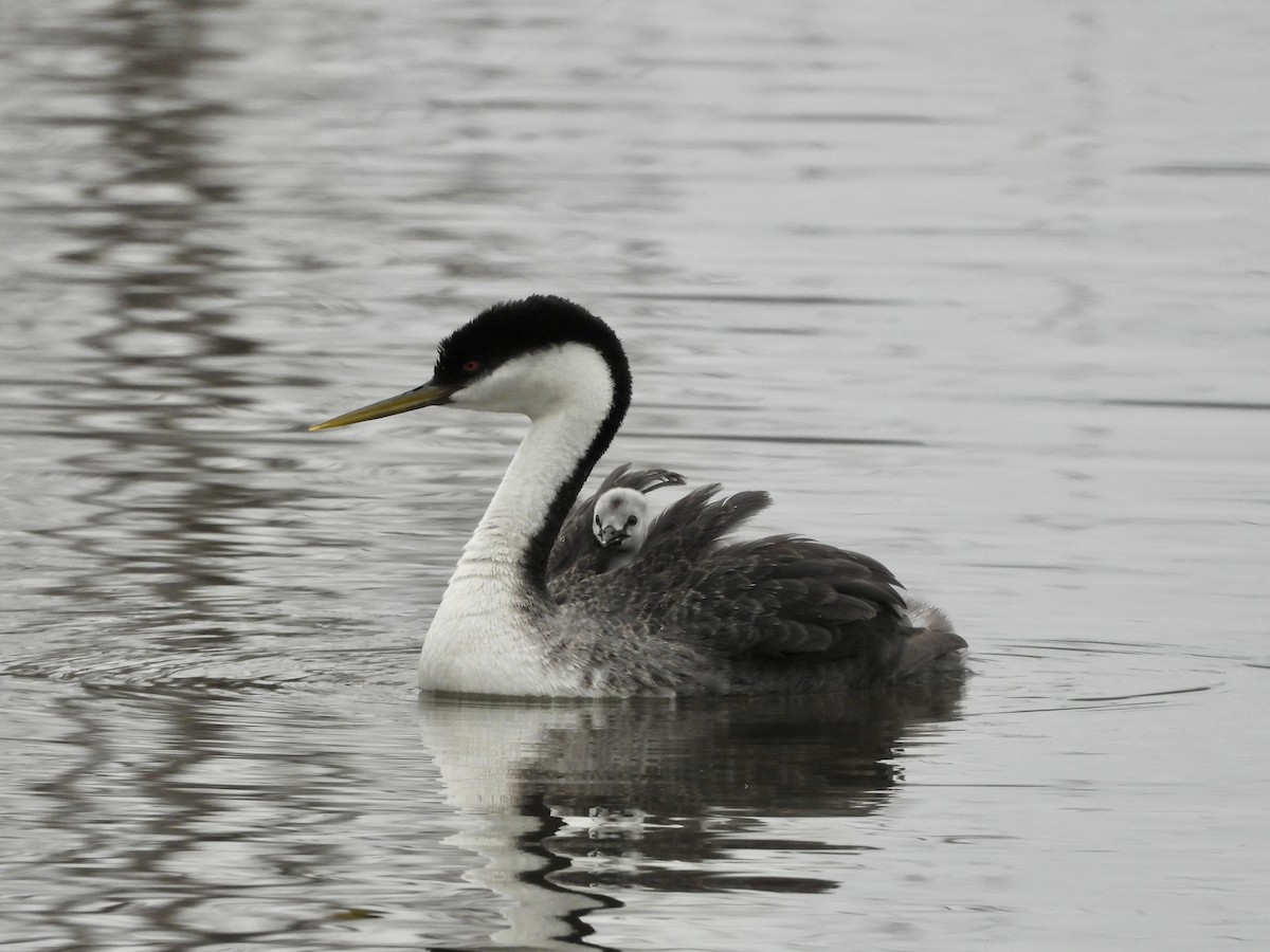 Western Grebe - Joshua Mitchell