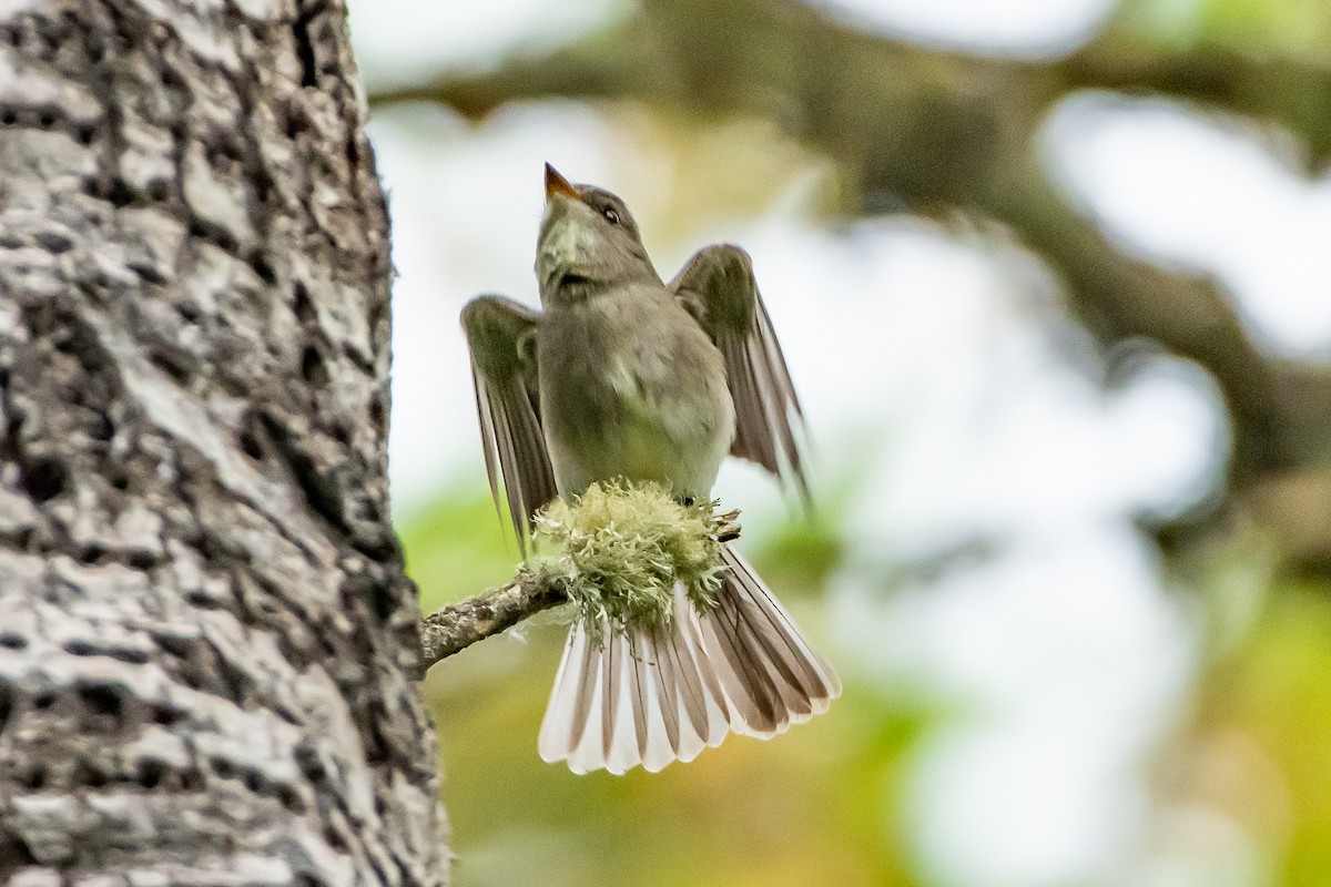 Western Wood-Pewee - Brandon Lloyd