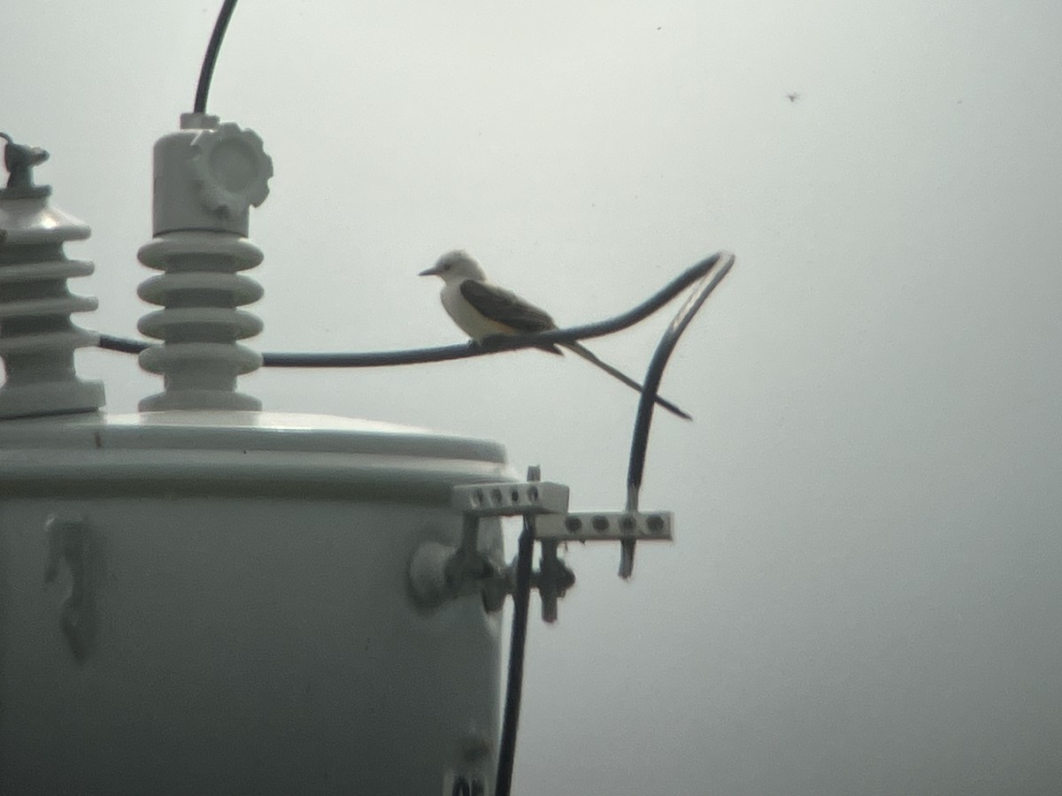 Scissor-tailed Flycatcher - James White