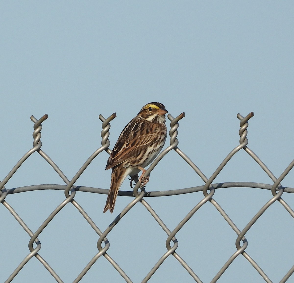 Savannah Sparrow - Amy Lyyski