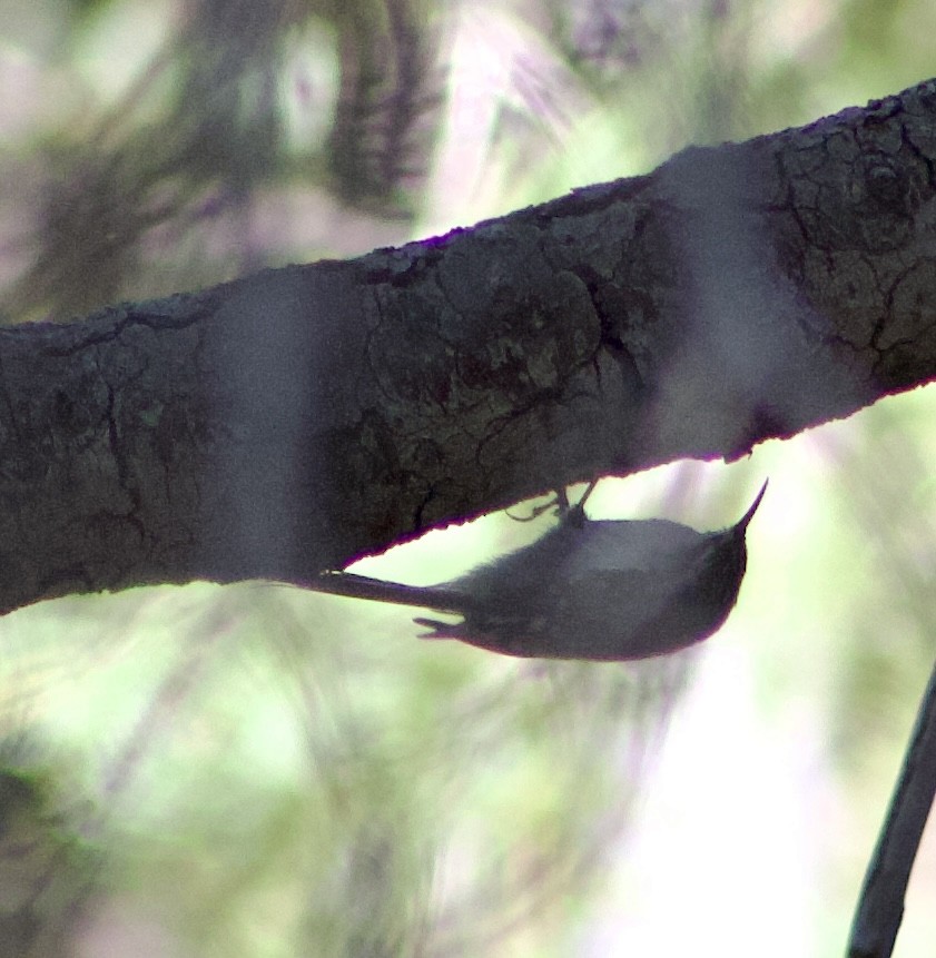 Brown Creeper - Caitlin Eldridge