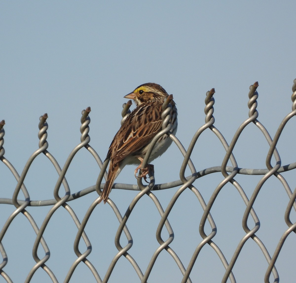 Savannah Sparrow - Amy Lyyski