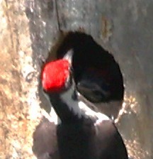 Pileated Woodpecker - David Cunningham