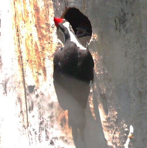 Pileated Woodpecker - ML619259397