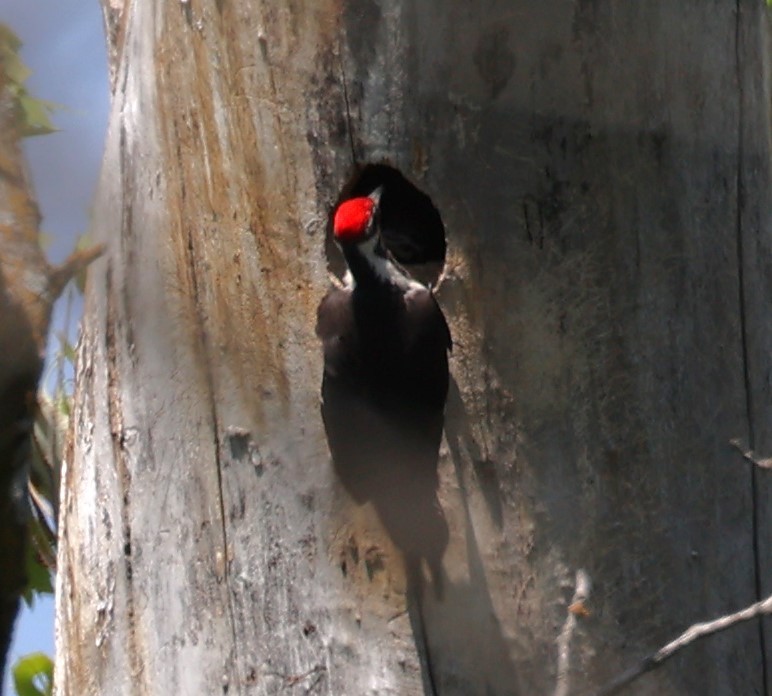 Pileated Woodpecker - David Cunningham