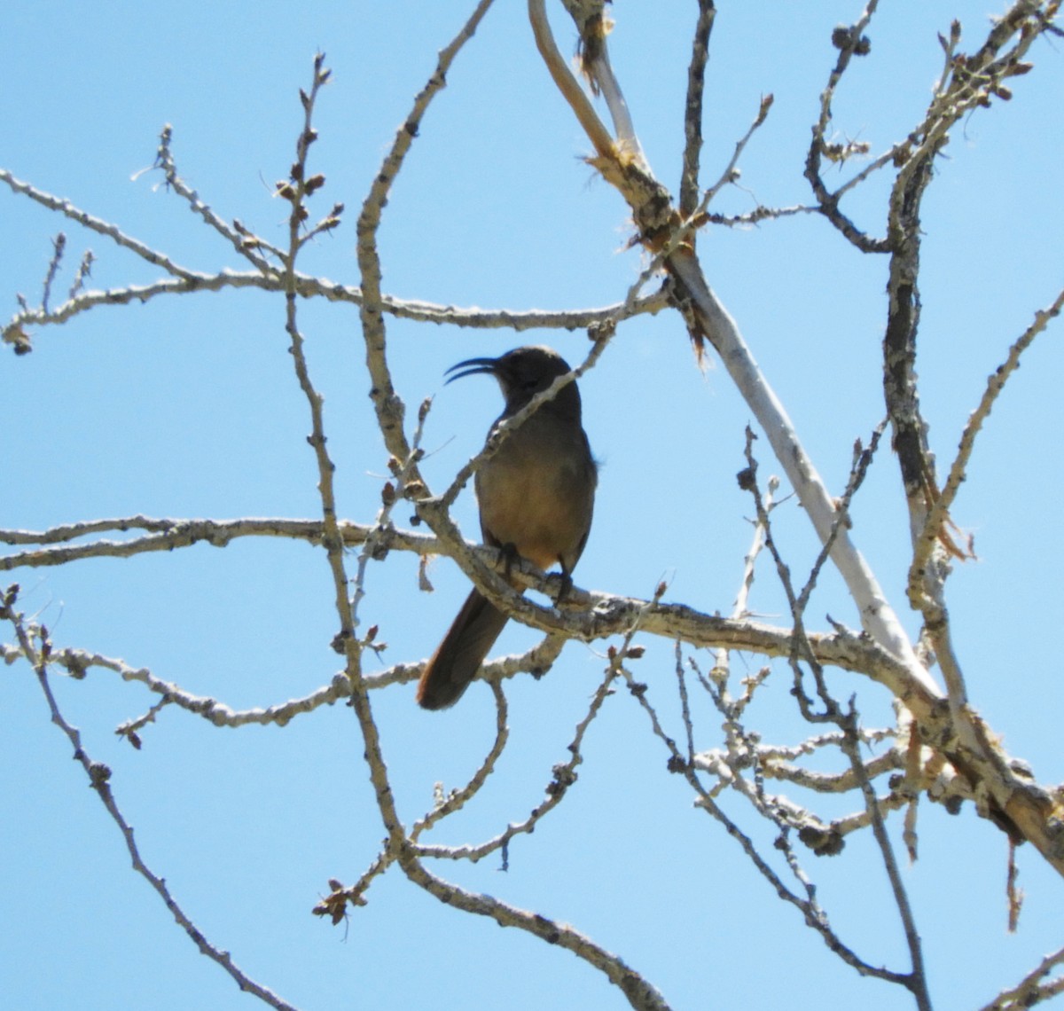 California Thrasher - Becky Kitto