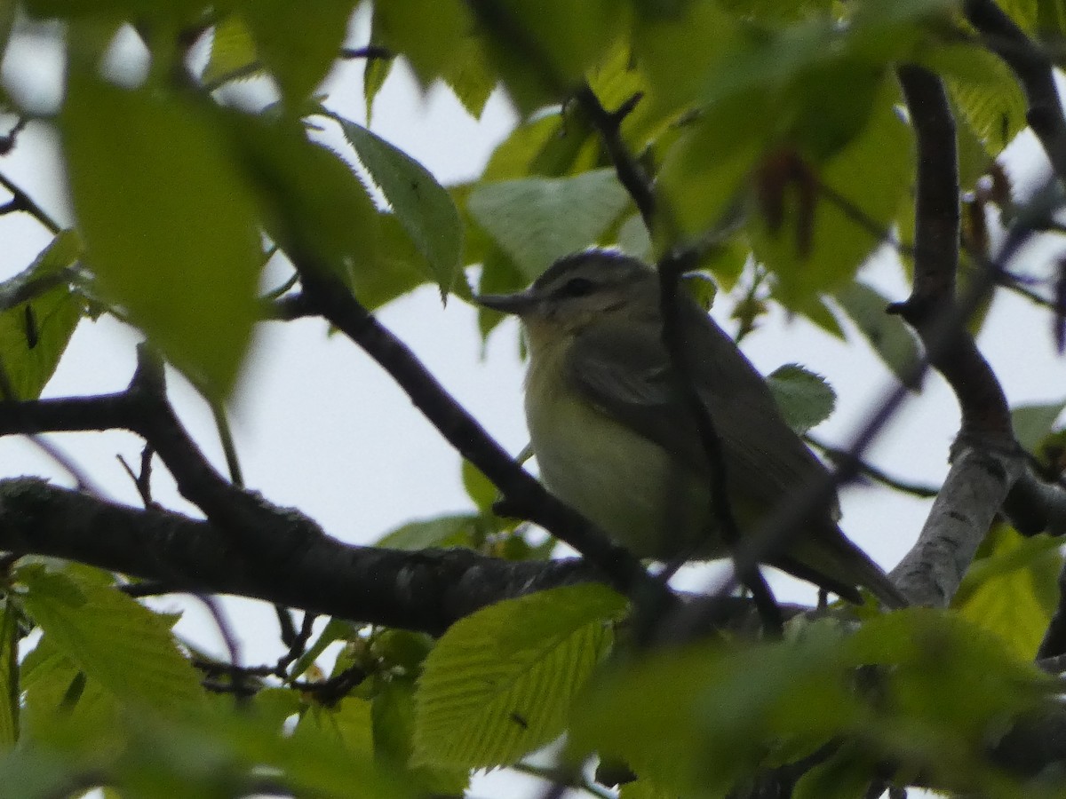 Philadelphia Vireo - ML619259401