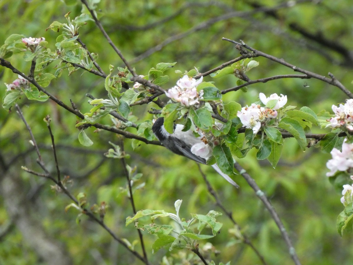 Black-capped Chickadee - Paul Mackenzie