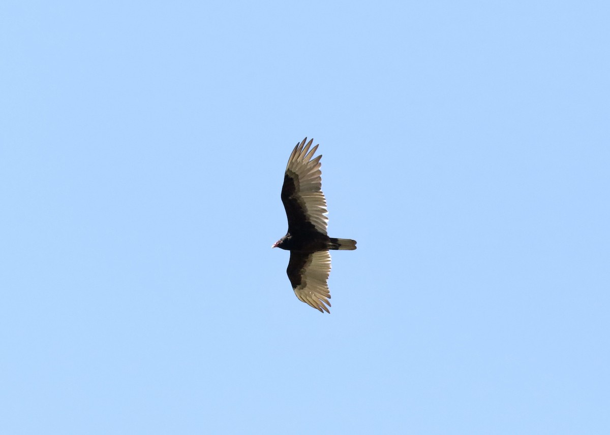 Turkey Vulture - ML619259422