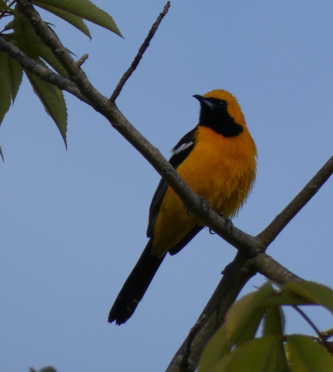 Hooded Oriole - Sally Picciotto