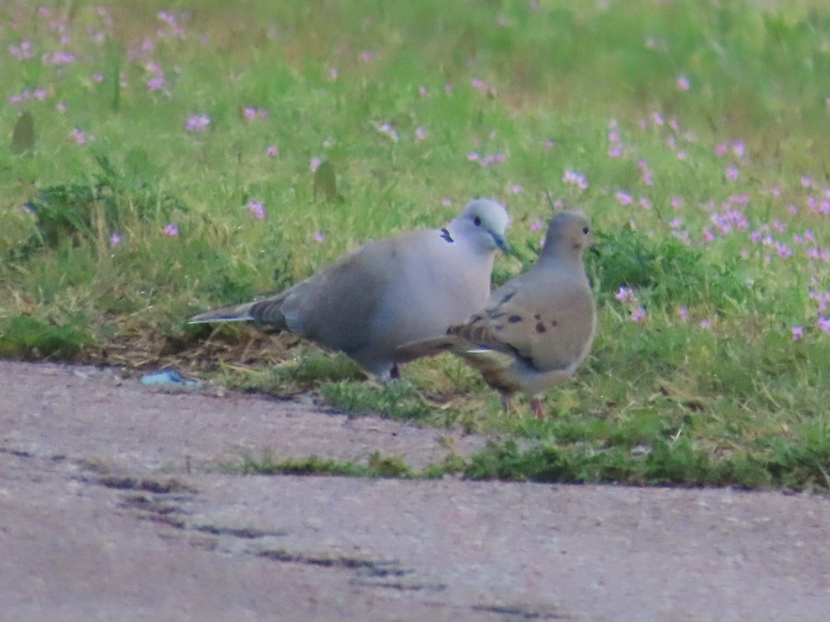 Eurasian Collared-Dove - ML619259428