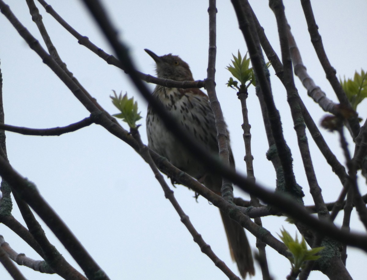 Brown Thrasher - ML619259430