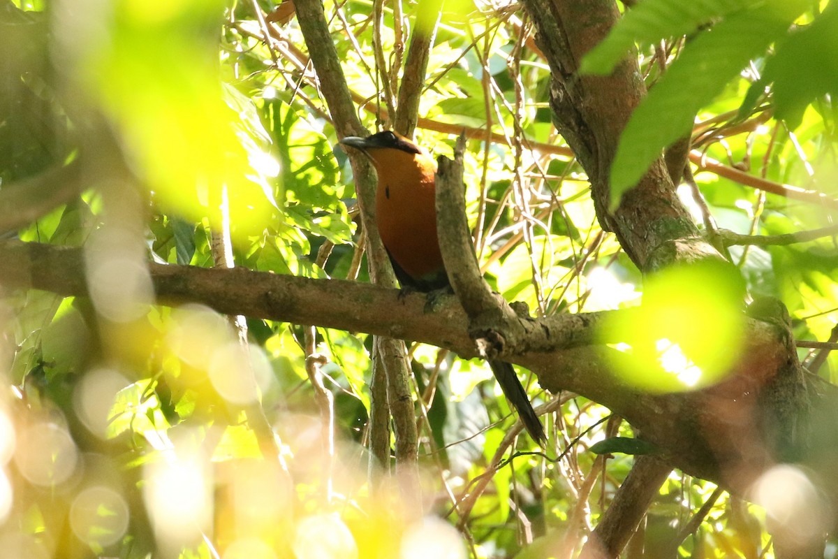 Rufous Motmot - John and Milena Beer