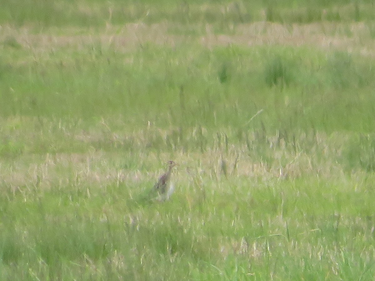 Upland Sandpiper - ML619259433